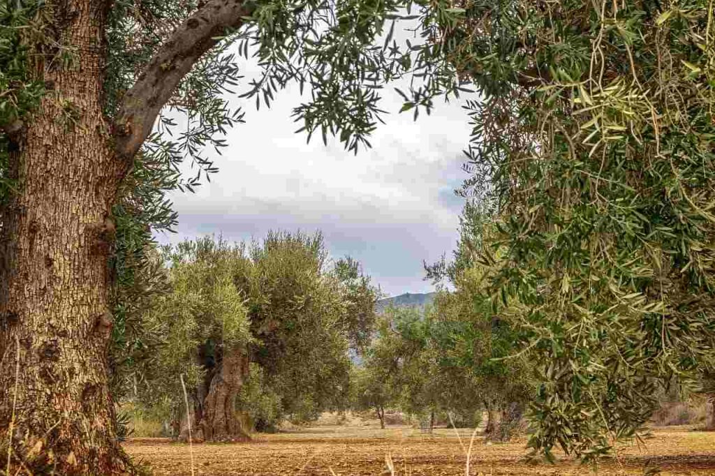 Invertir en olivos: costes, rentabilidad y riesgos